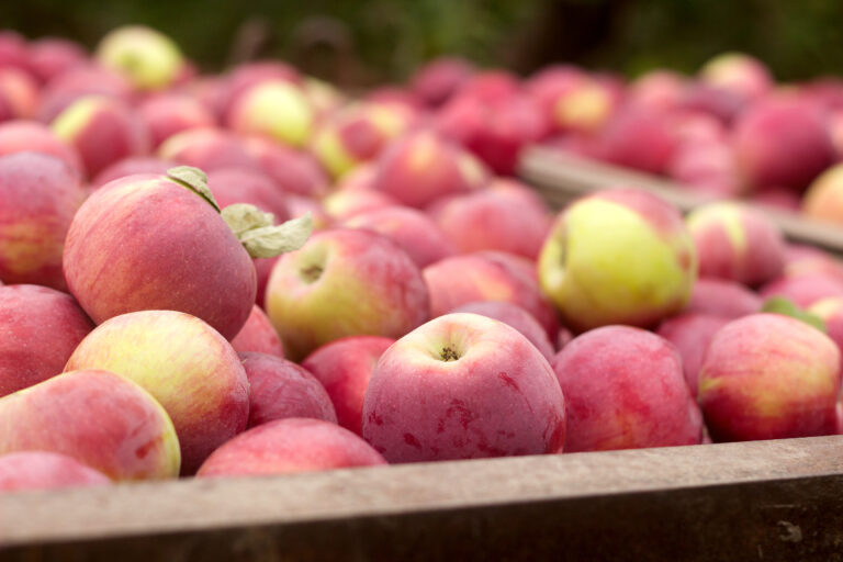 New Apple Varieties: Gala Royal, Red Chief, Florina