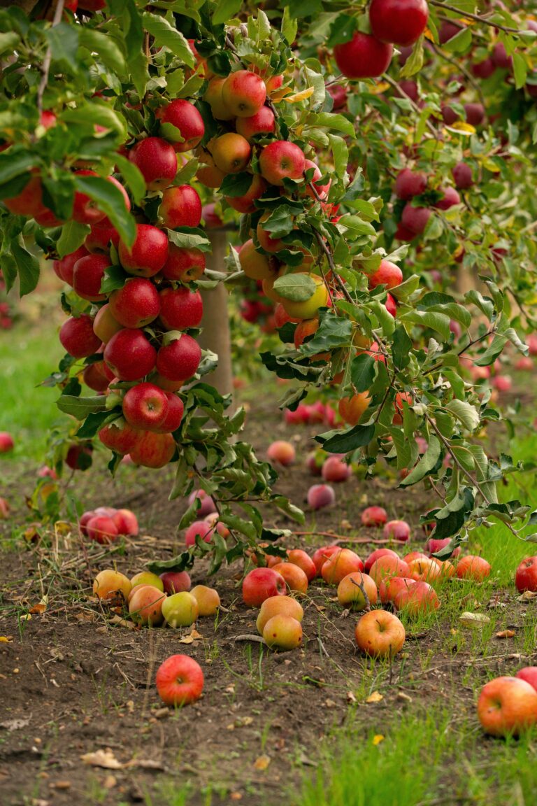 Moldova’s Apple Harvest 2023-2024: A Current Abundance